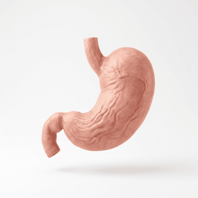 Gastroenterology specialty illustration