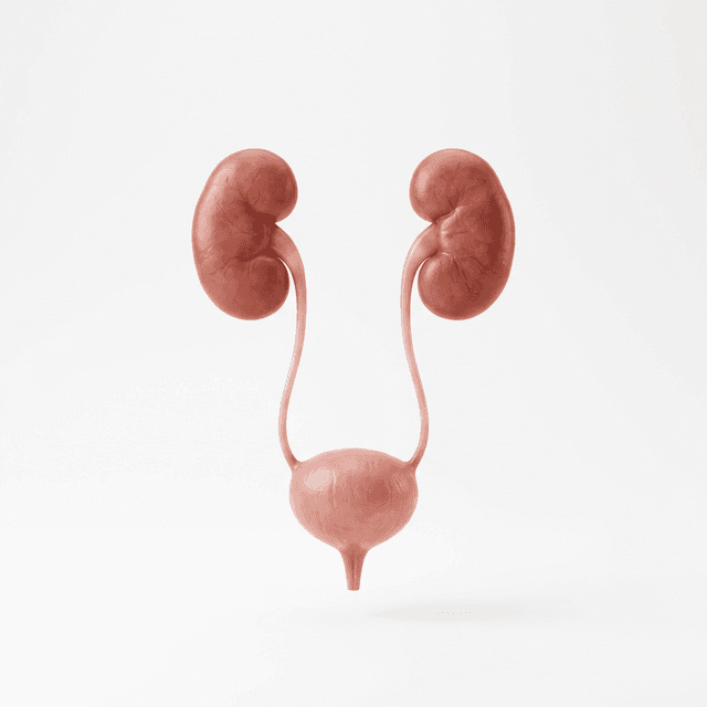 Urology specialty illustration
